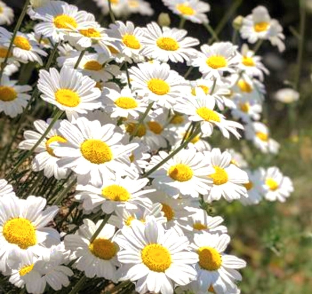 Pyrethrum SeedsTanacetum Chrysanthemum Painted Daisy Fresh Garden Seeds Heirloom