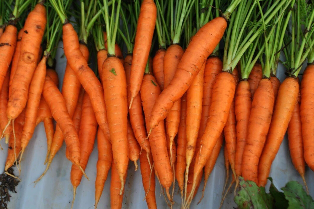 300 TENDER SWEET CARROT SEEDS ~ heirloomseedguy ~ 2026 ~ NON-GMO