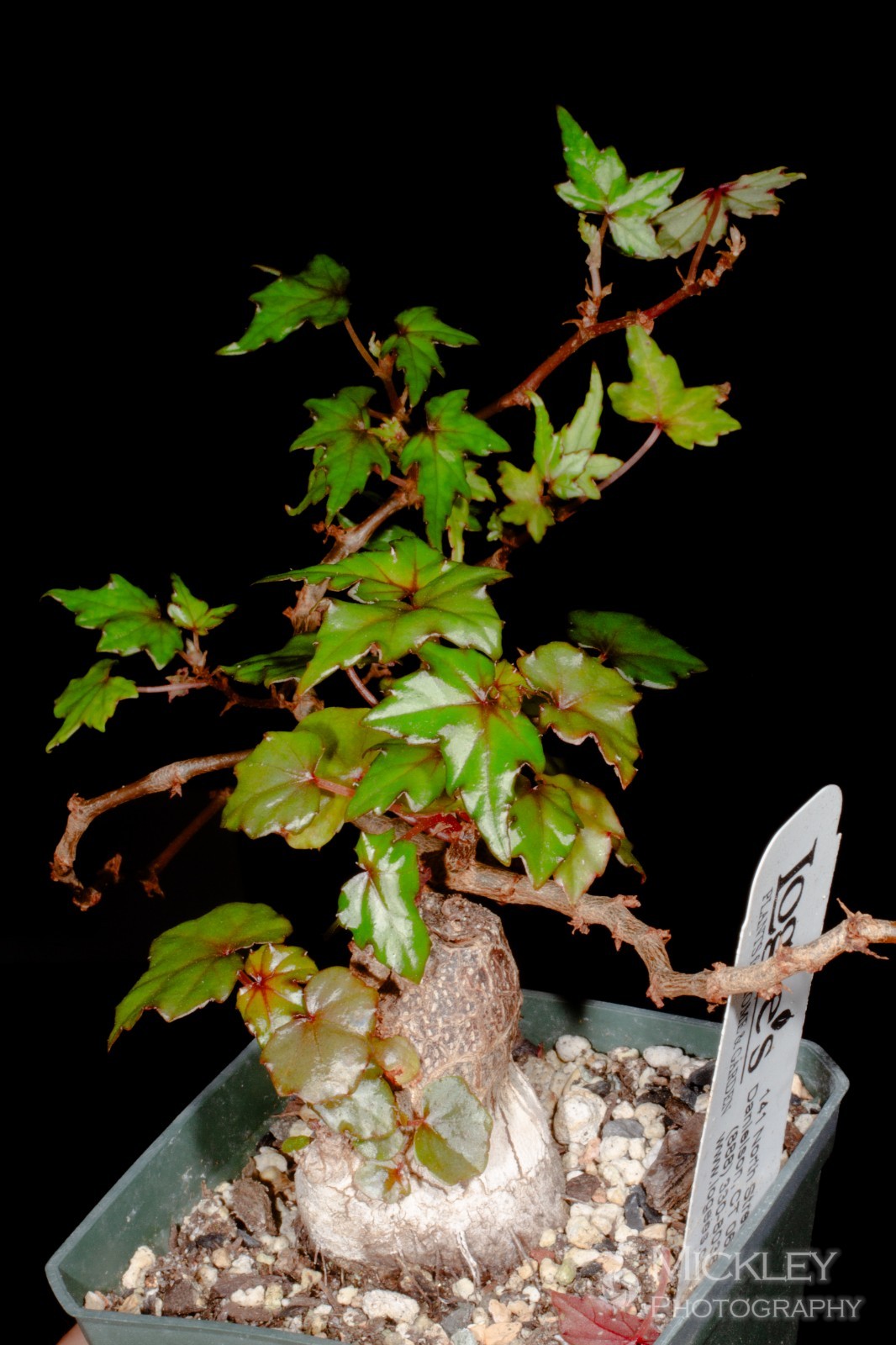 Begonia dregei ‘Partita’ 30+ seeds – Maple-leaved begonia, caudex bonsai
