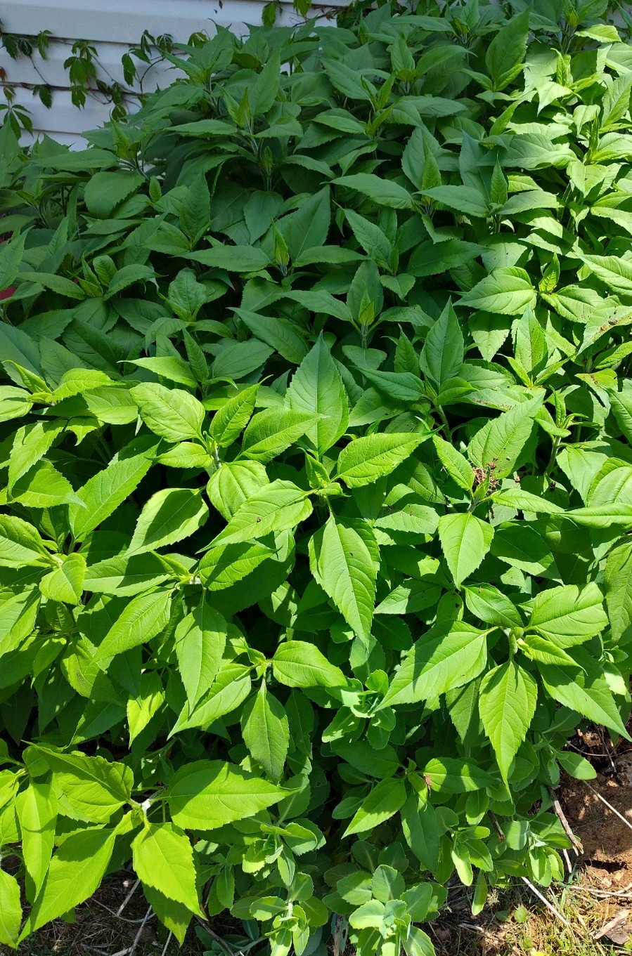 Jerusalem Artichokes tubers Sunchokes  10+ starts freshly dug for planting