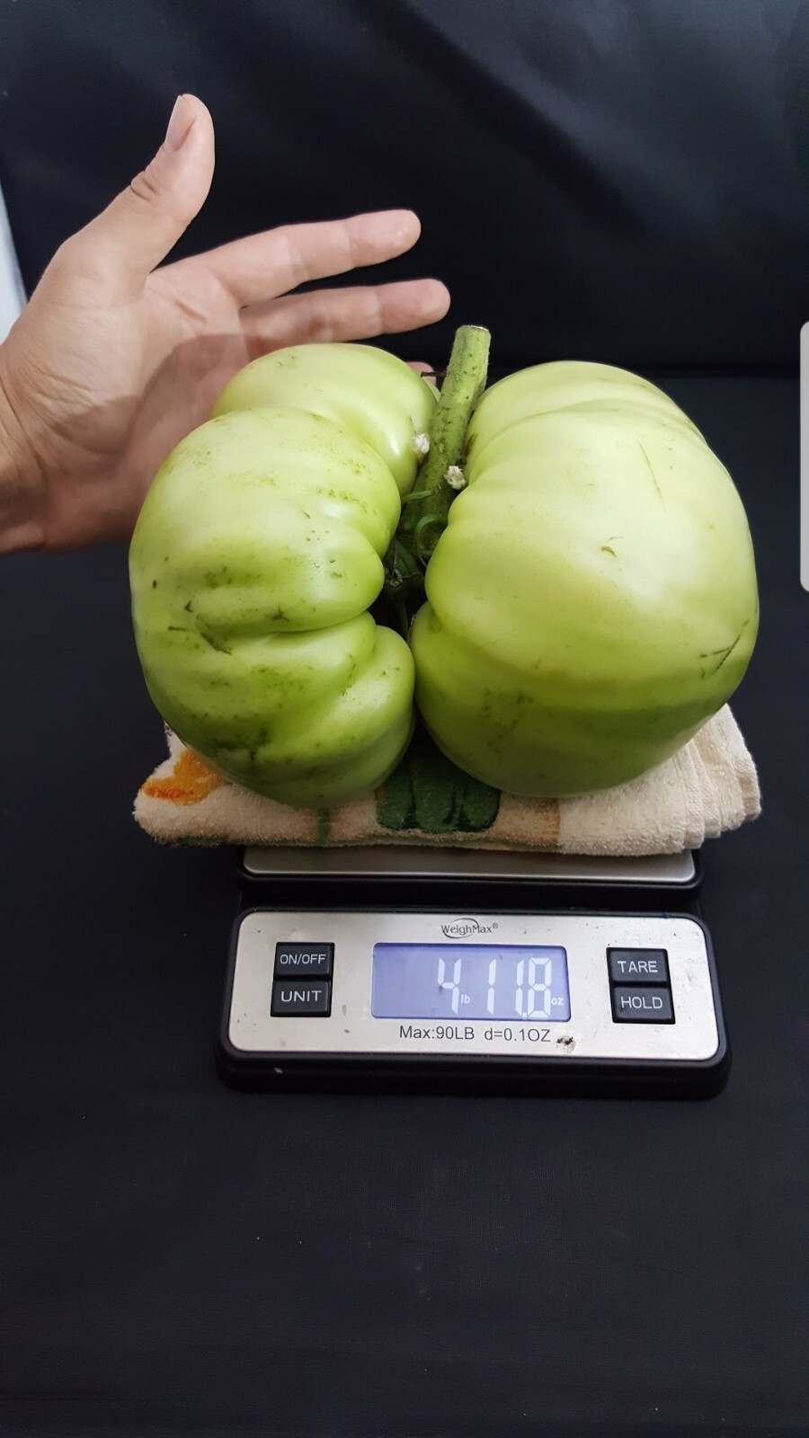 Giant Tomato Seeds X20! Big Zac! Award Winning!Can Produce Fruit Well Over 5lbs!