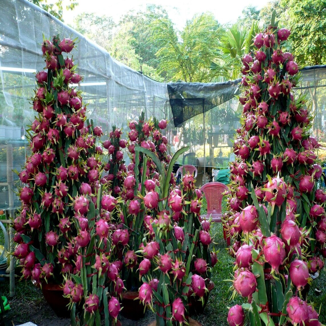 White Dragon Fruit Tree Seeds (H. Undatus) Pitahaya Strawberry Pear Cactus Vine