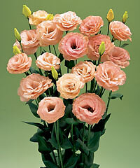 Lisianthus Arena Apricot III 250 seeds