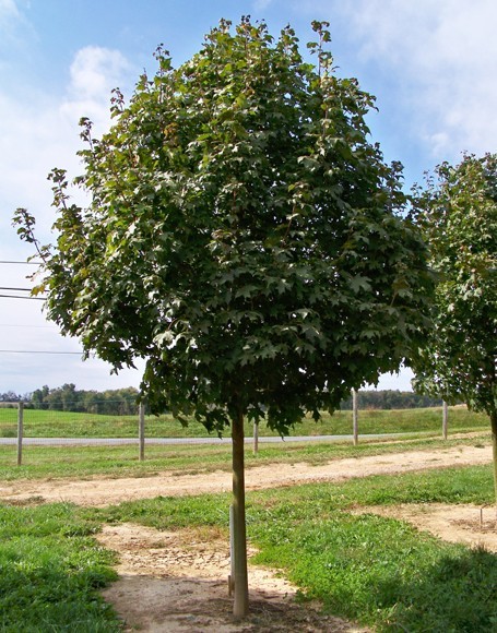 20 GREEN MOUNTAIN SUGAR MAPLE SEEEDS Acer saccharum ‘Green Mountain’