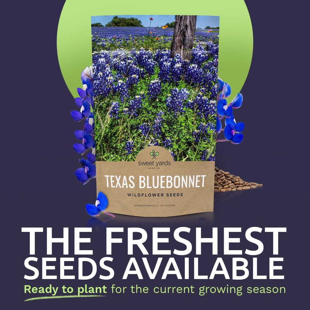 Texas Bluebonnet Wildflower Seeds – Bulk 1/4 Pound Bag – over 4,000 Native Seeds