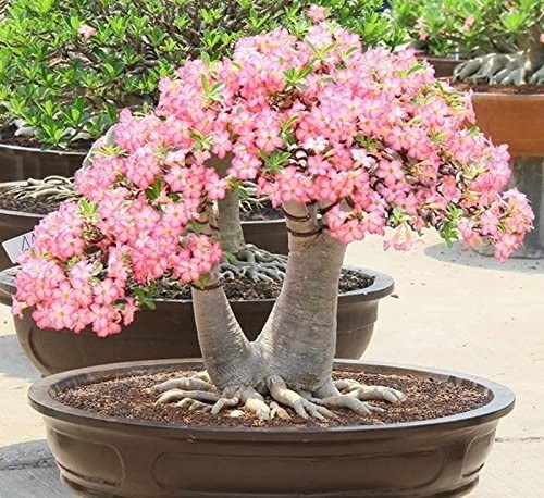 Adenium Arabicum ‘Rachinee Pan Dok’, 10 seeds