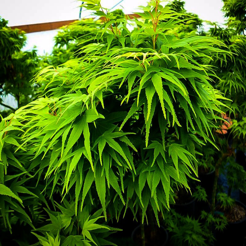 10 “DWARF” Japanese Maple Tree Seeds (Mikawa yatsubusa) UNIQUE Hemp Herb Bonsai
