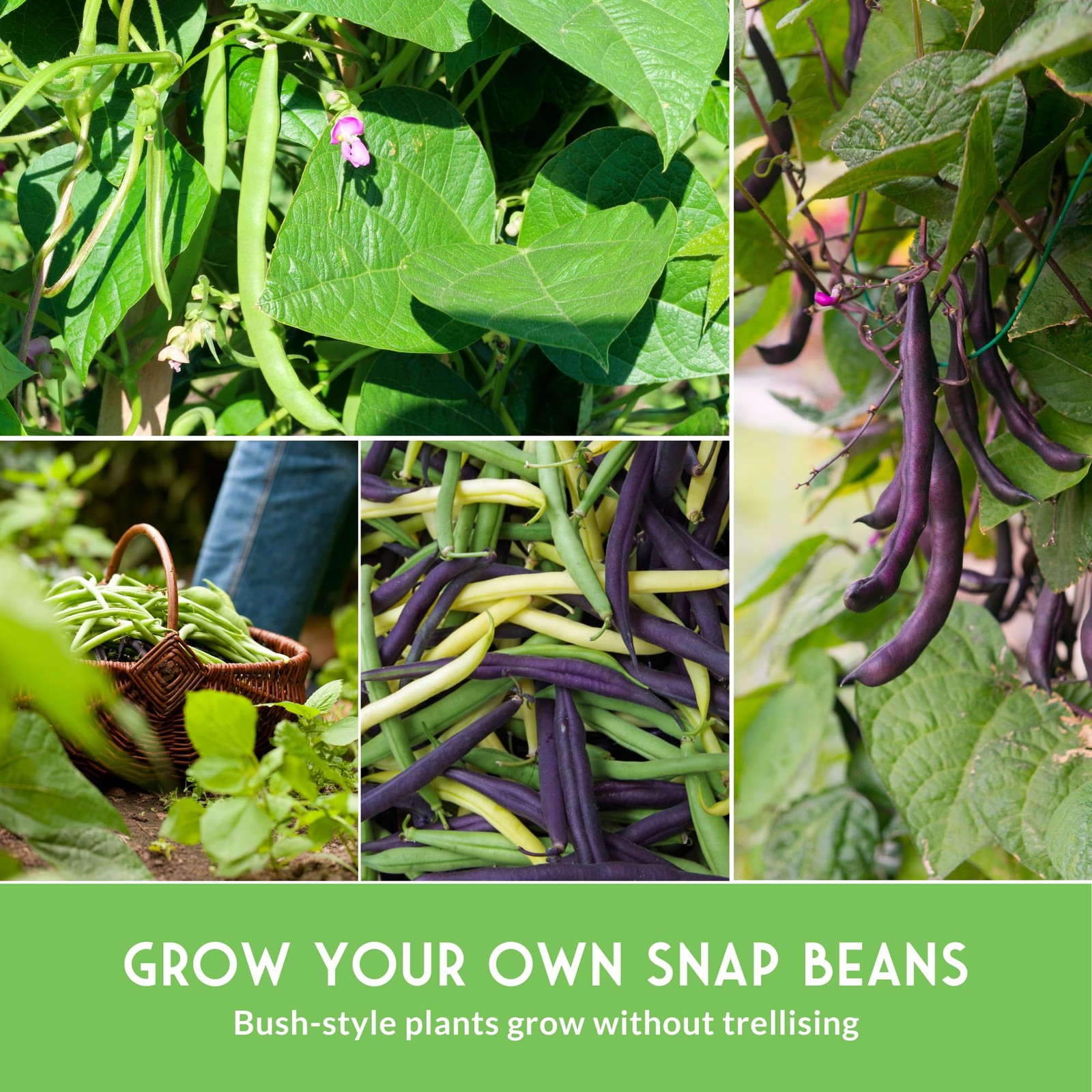 Bush Bean Seeds for Planting – Survival Garden Seeds | 4 Heirloom Snap Bean V…