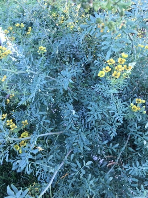 Fresh Cut Home Grown Herbs: Rosemary, Lavender, Garlic Chives, Oregano, Rue, Mar