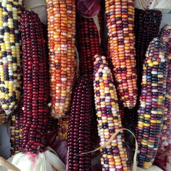 1000+ Indian Corn Seeds – Heirloom – NON GMO – FRESH