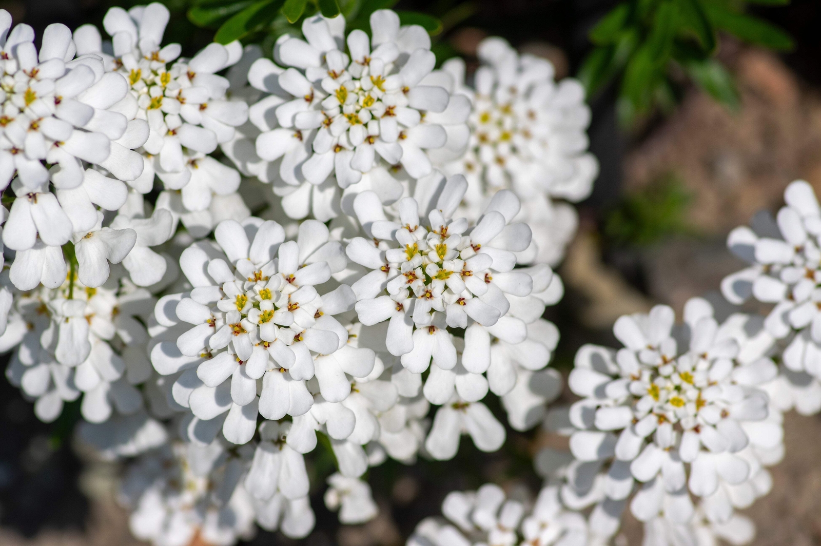 1000 WHITE EMPRESS CANDYTUFT Iberis Amara Flower Seeds *Flat S/H