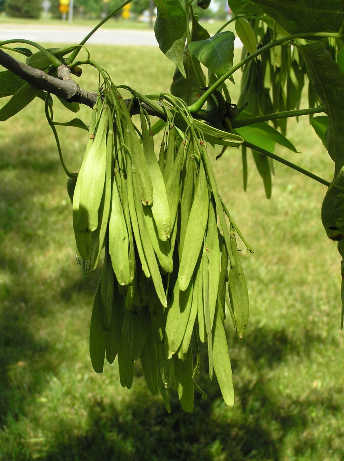 8 Green Ash Tree Seeds