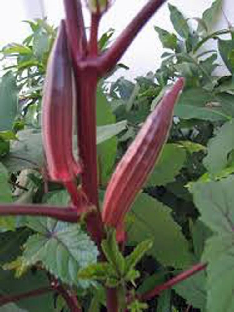 30 RED BURGUNDY OKRA SEEDS FRESH FOR GARDENS