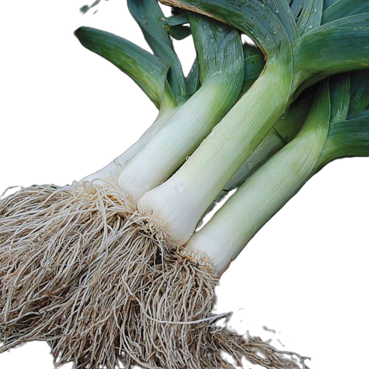 Giant Musselburgh Leek Seeds, Scotch Giant, Aprox 300 Seeds Free Shipping!