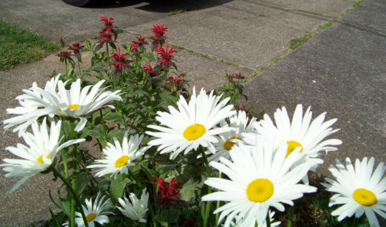 daisy, SHASTA Alaska PERENNIAL white 1200 seeds GroCo (BUY ANY 10 – SHIPS FREE)