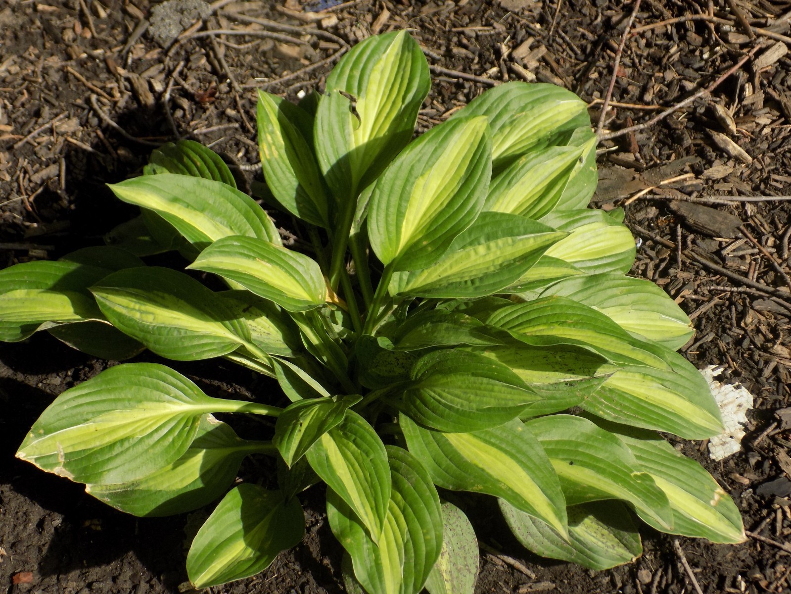 Hosta STRIPTEASE with that cute little white strip on the leaf!