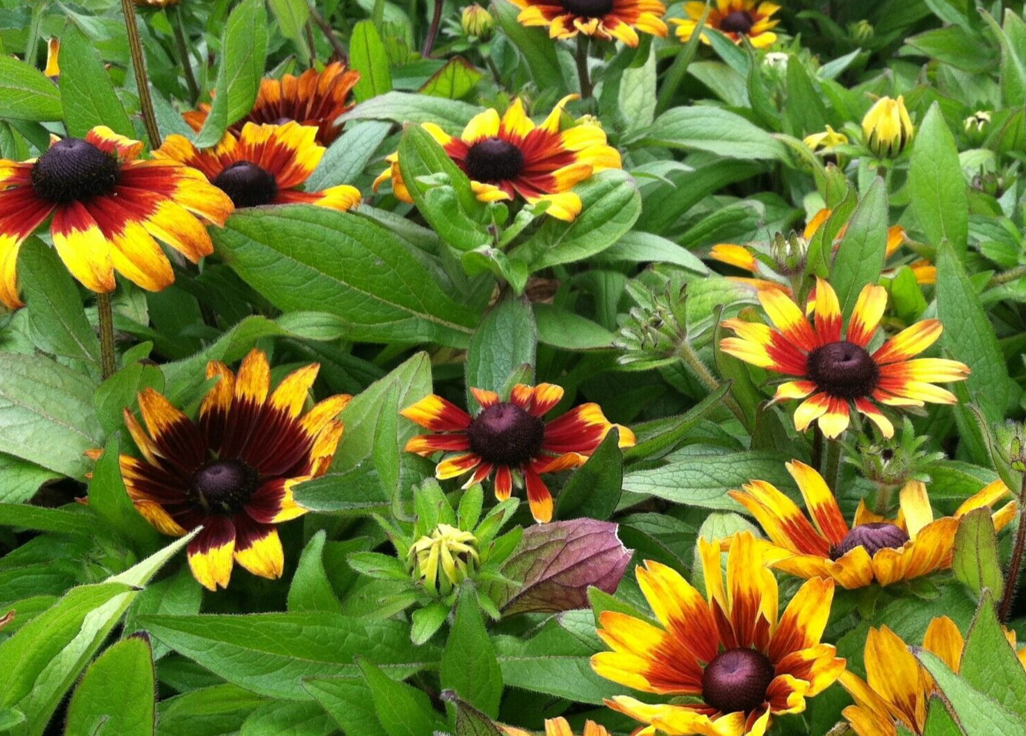 Rudbeckia hirta, ‘Becky mix’, extra dwarf, 15 seeds