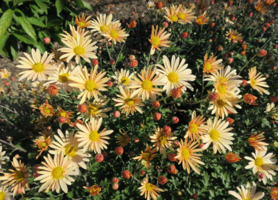 Brandywine Sunset Daisy Mum Plant – 3-5″ Tall – Colored Flowers – Zones 5–9