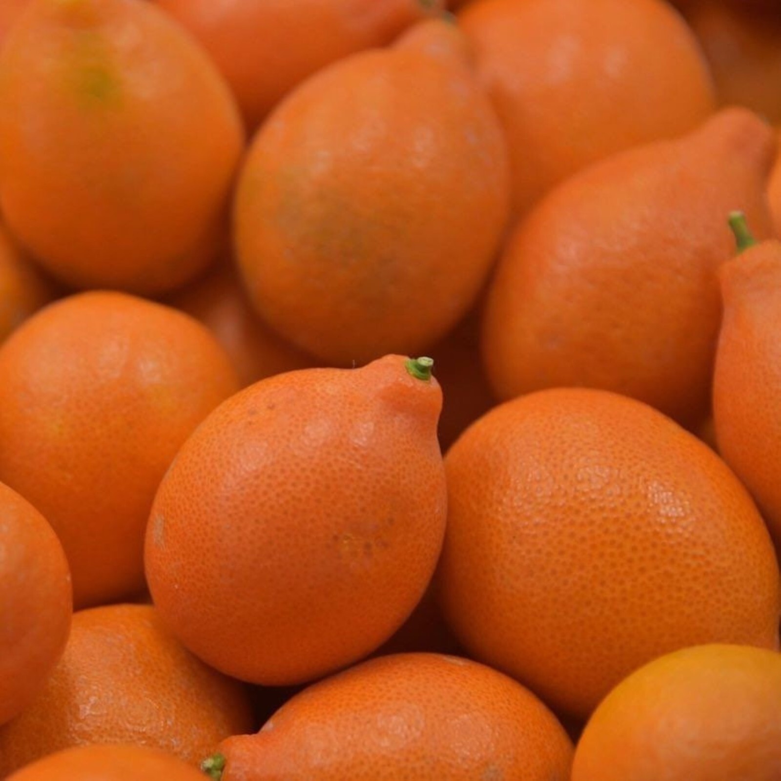 California only!! Indio Mandarinquat Semi-Dwarf Kumquat Tree, 24-36 inches tall