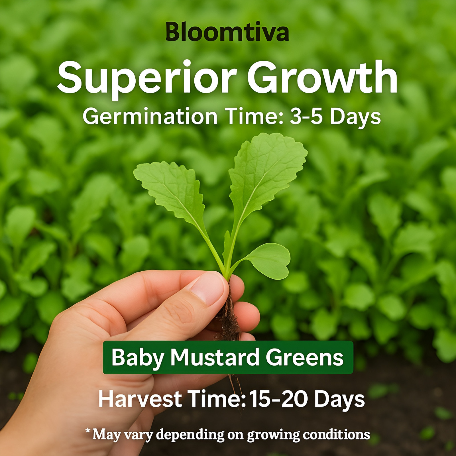 2200 Baby Mustard Greens Seeds For Planting – Cai Xanh An Non – 15 Days Harvest
