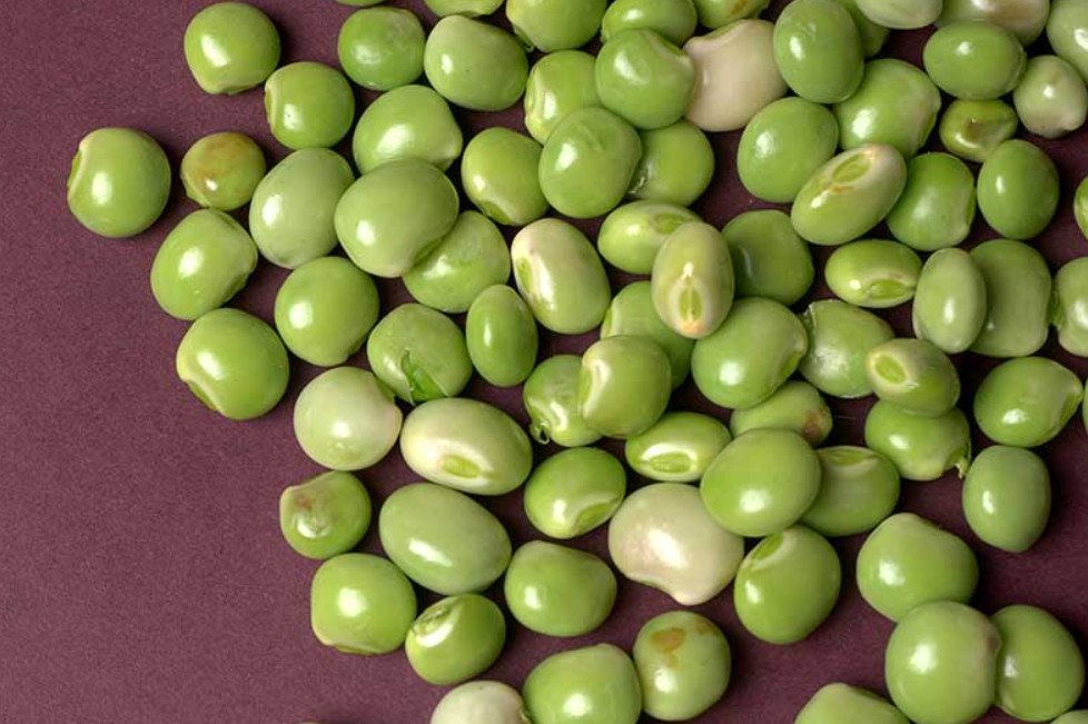 25 High Yield Gandules seeds, Pigeon Peas, Cajanus Cajan from Puerto Rico