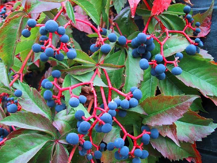 2 year old Parthenocissus quinquefolia, grape virginia creeper bareroot plant