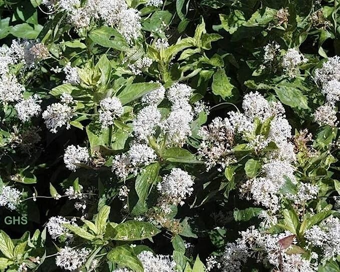 New Jersey Tea Seeds for Planting (50 Seeds) – Blooming Shrub