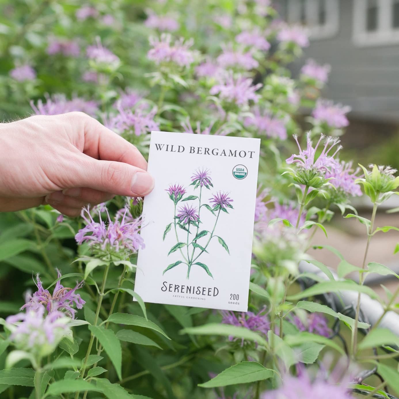 Organic Herbal Tea Seed Collection 10 Pack Grow Your Own Herbs USDA Certified