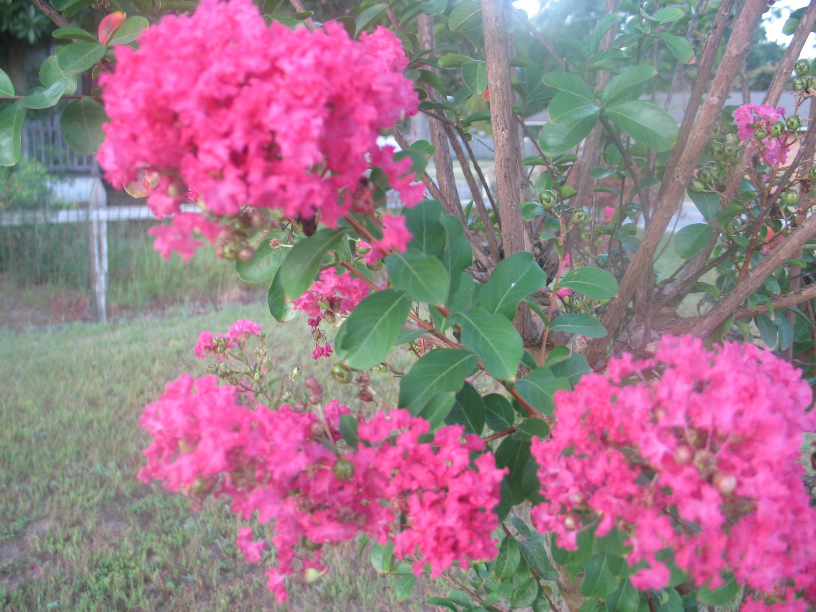 Crape Myrtle | Raspberry Sundae | hot pink | 20 seeds