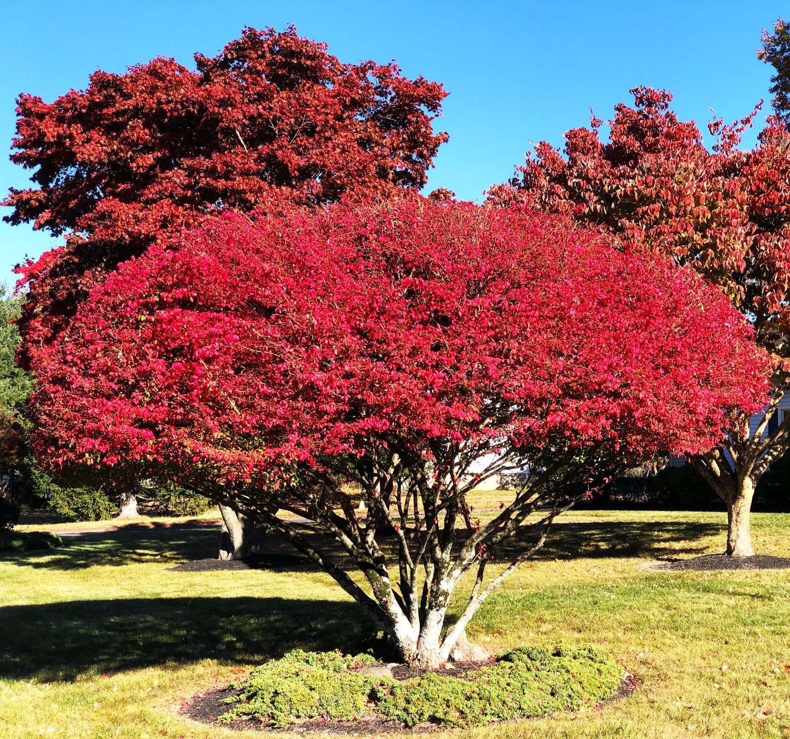 Red Japanese Maple Tree (Bloodleaf) Seeds – For 2026 Planting