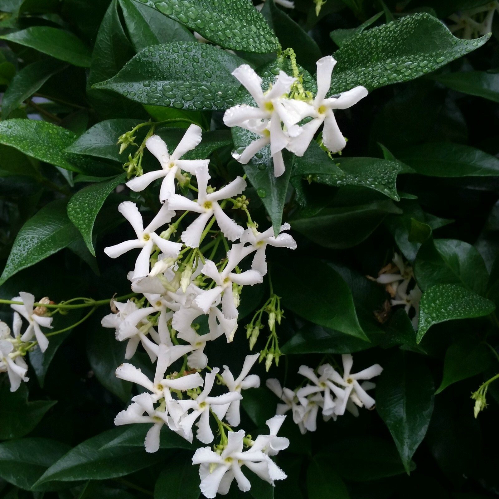 ~~CONFEDERATE STAR JASMINE~~Rooted STARTER Plant~~Extremely Fragrant Vine~~USA