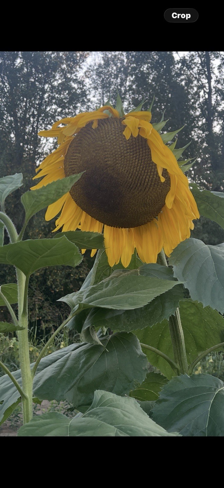 25 Mammoth Sunflower Seeds – Huge – Giant – Large Sunflowers -FRESH