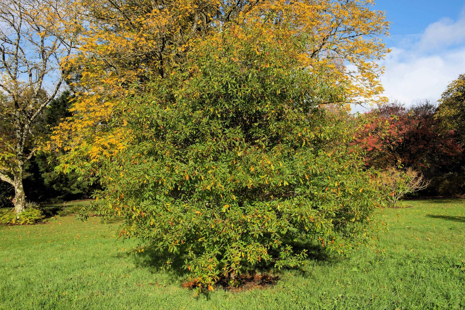 5 LAUREL OAK TREE Quercus Hemisphaerica Native aka Darlington Coastal Sand Seeds