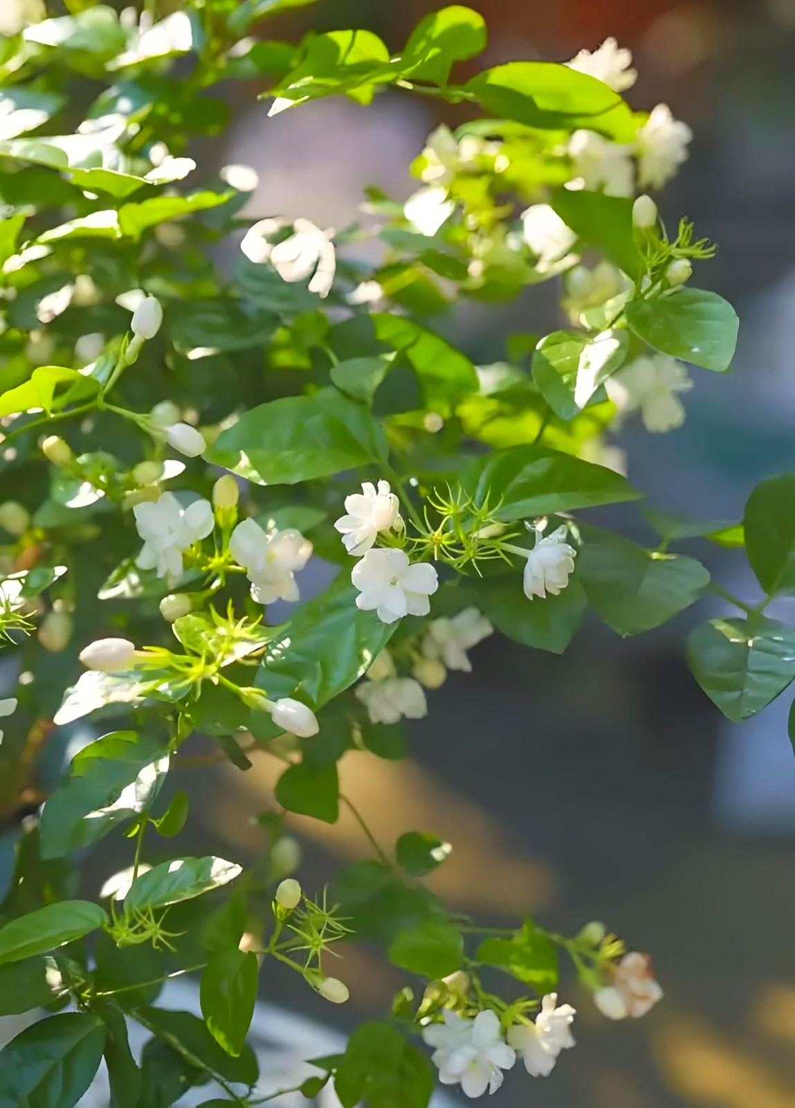50 Pcs Jasmin Seeds for Planting Fragrant Flower Home Jasmin1