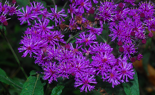 50+ RADIANT PURPLE/ROSE VERONIA MISSURICA PERENNIAL FLOWER SEEDS