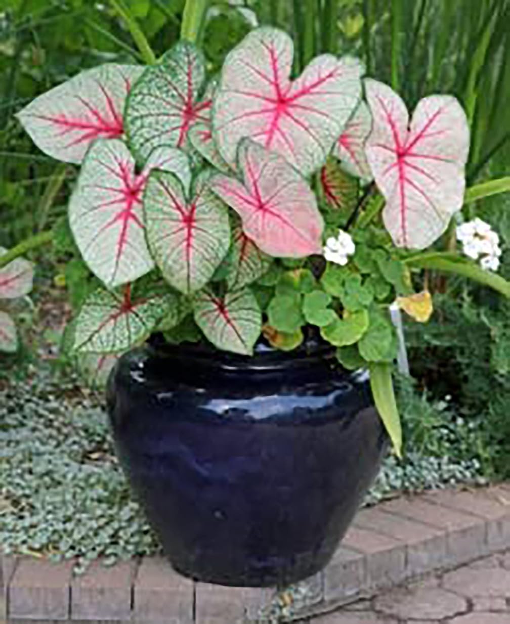 Caladium Bulbs Large Size Vibrant Green & Pink Foliage for Zones 911