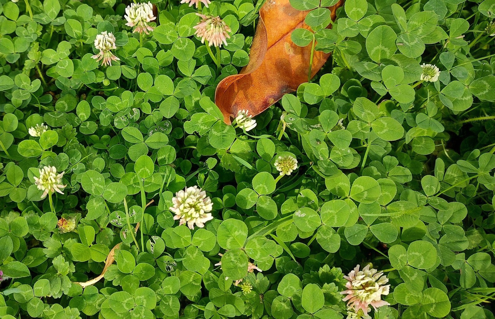 Dutch White Clover Seeds – For 2025 Planting Lush Lawn Cover Landscape Clovers