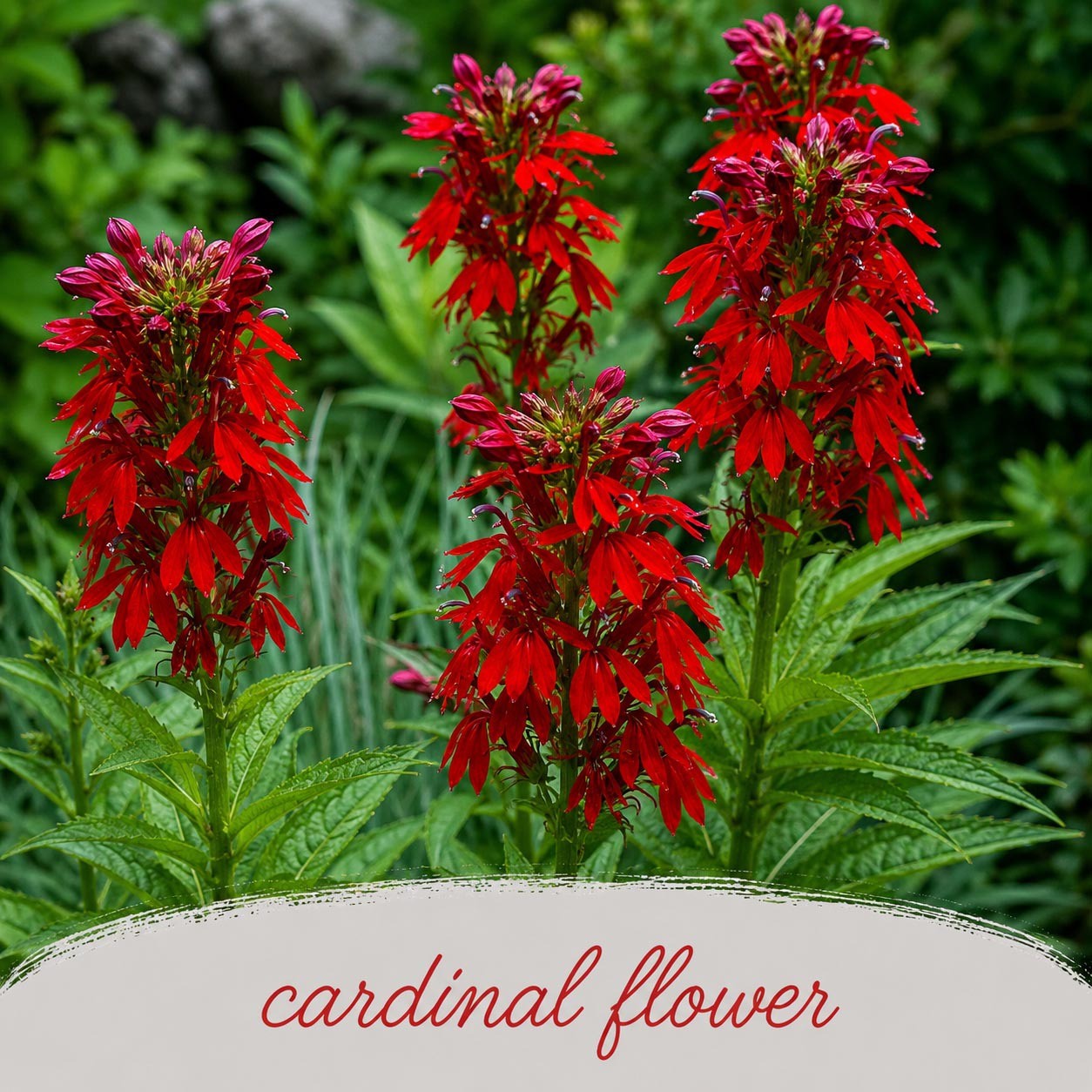 Hummingbird Wildflower Bundle | Tall & Short Mini Mixes | Prairie Legacy Inc.