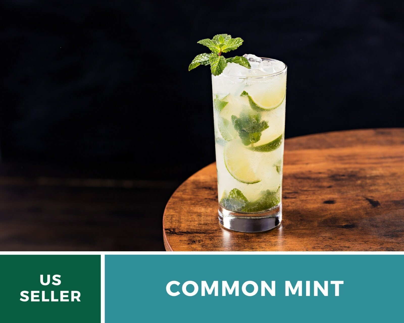 Mint, Common – Heirloom Seeds – Medicinal & Culinary Herb – GMO Free (Mentha spp