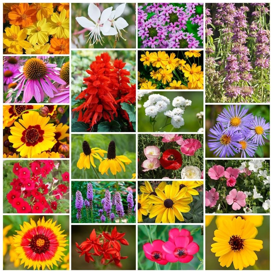 Vibrant Wildflower Garden Seeds Mix – Easy Grow Annual & Perennial for Pollinato