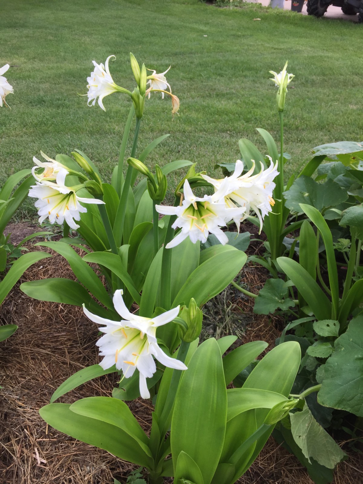 Spider Lily, Peruvian Daffodil Hymenocallis festalis 5 bulbs