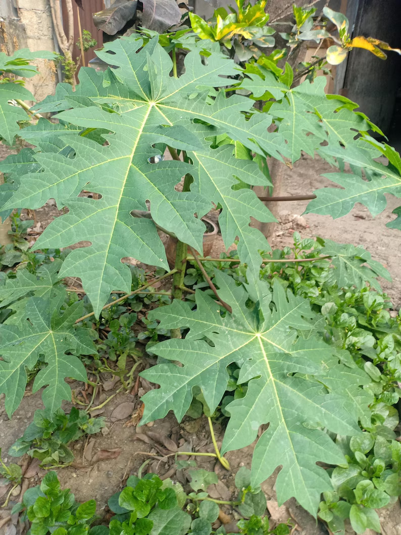 40 Dwarf Solo Waimanalo Papaya Seeds Carica Papaya Fast Growing