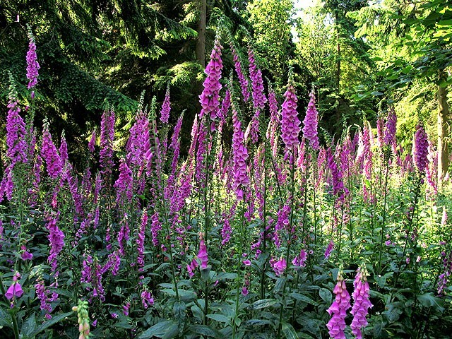 1000 FOXGLOVE EXCELSIOR MIX Digitalis Purpurea Flower Seeds *Flat S/H