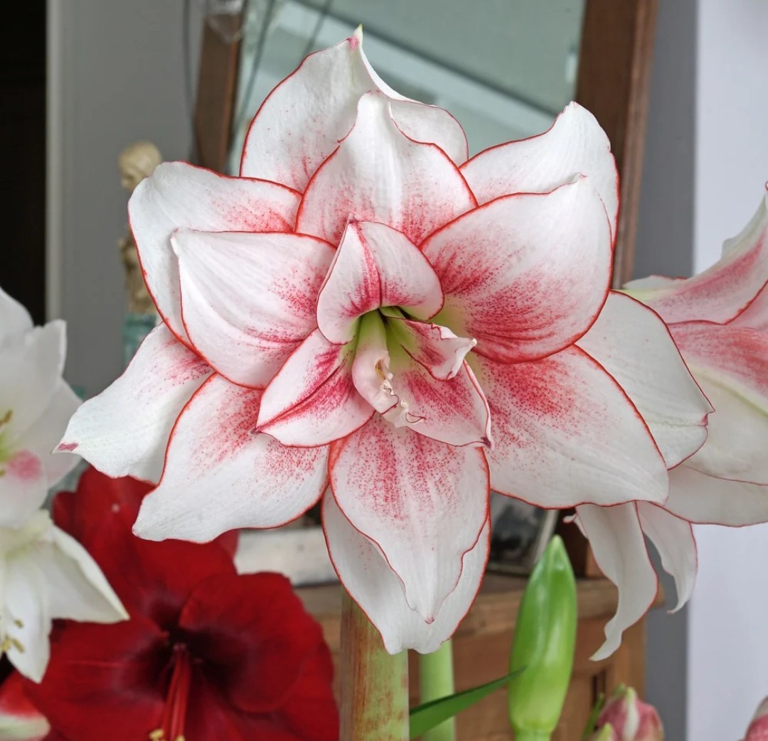Elvas Amaryllis Jumbo Bulb Size 30/32cm.