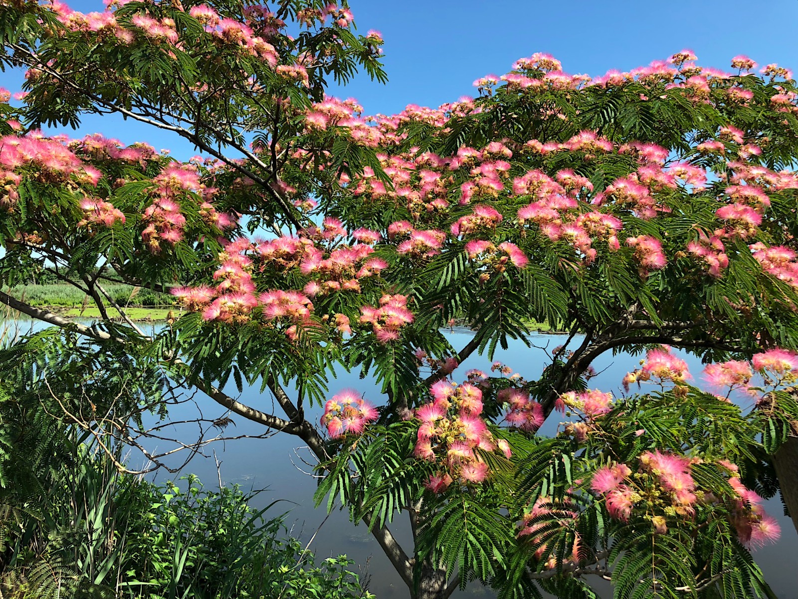 Mimosa Tree Seeds (Albizia julibrissin) Persian Pink Silk Flower Plant Bonsai