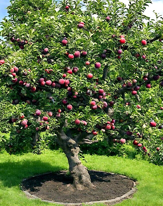 AMERICAN PLUM TREE SEEDS (Prunus americana) Fast Fruit Flower Plant Hardy-Zone 3
