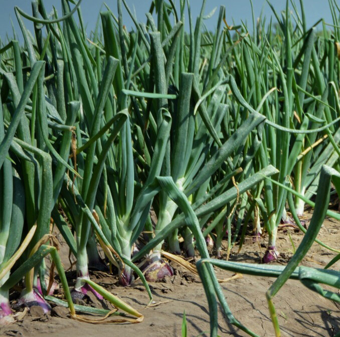 200+ Onion Seeds Red Burgundy Onion (Allium cepa) Fresh Garden Vegetable USA