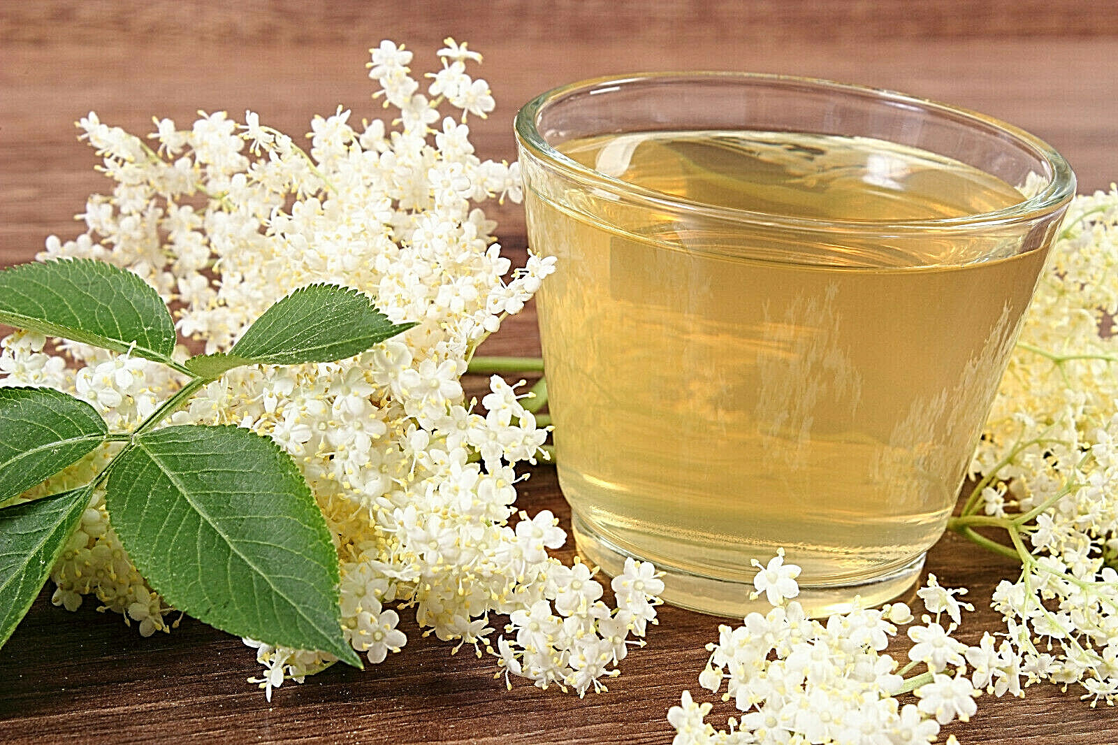 80 European Black Elderberry Seeds (Sambucus nigra), MEDICINAL TREE, USA Seller