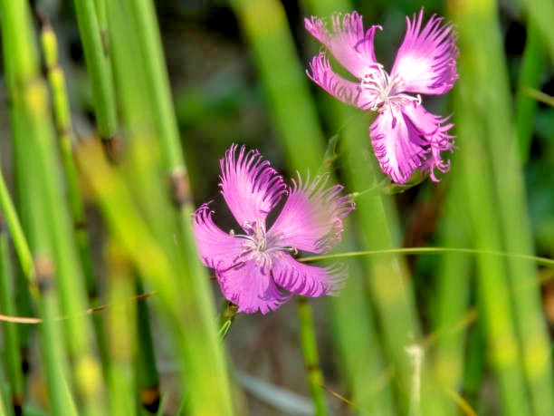 400 RAINBOW LOVLINESS DIANTHUS SEEDS | 2026 FREE SHIPPING NON GMO NEW ITEM