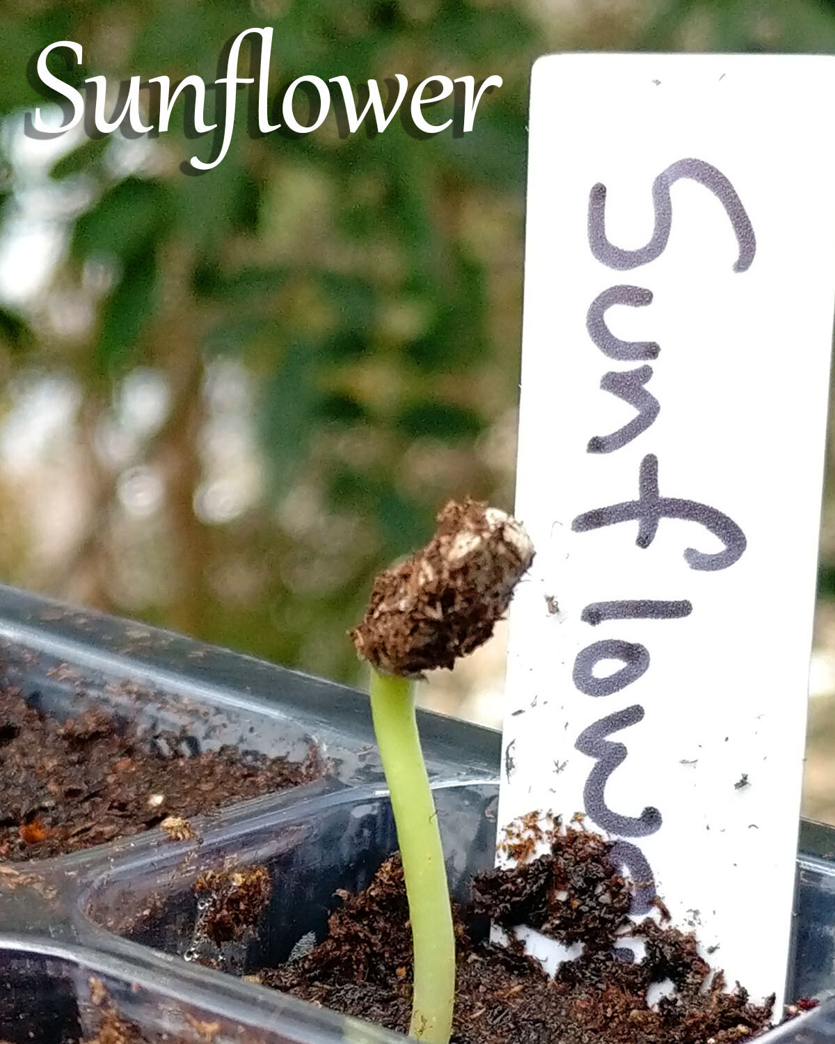 Mammoth Grey Stripe Sunflower 15 SEEDS BIG!!